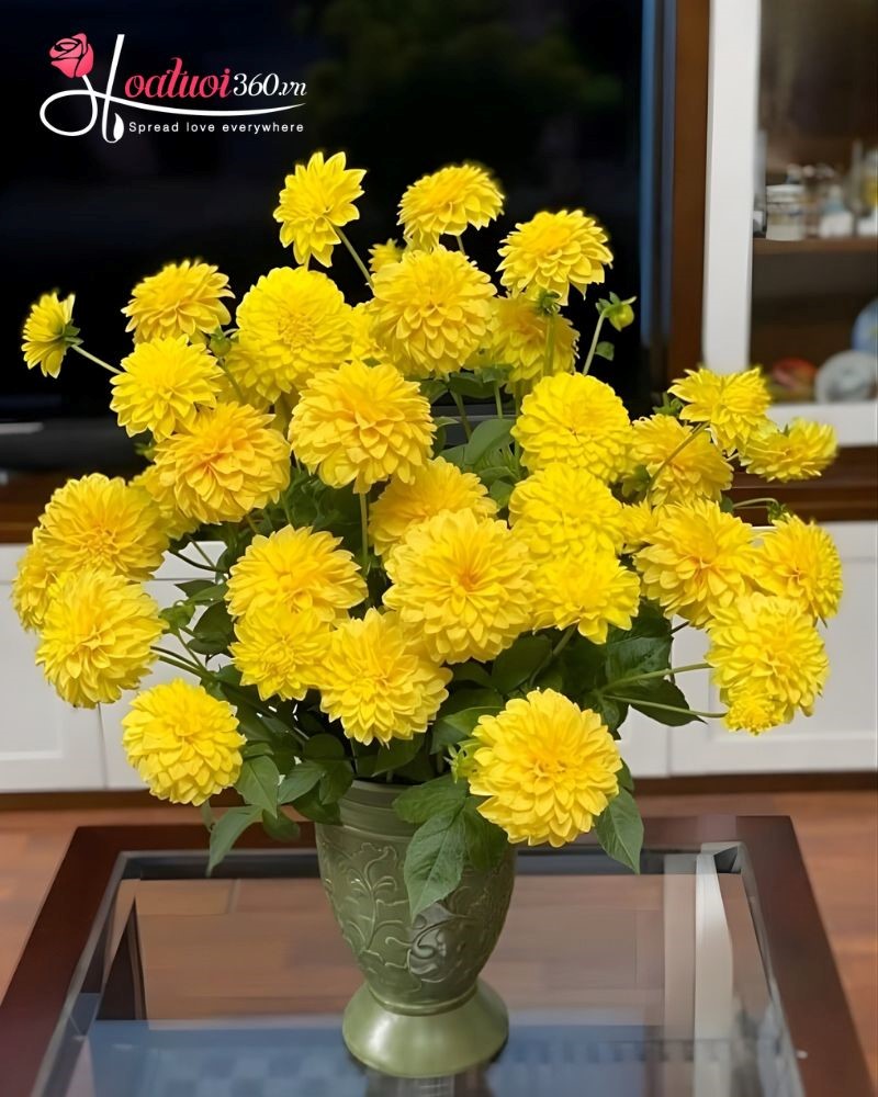 hoa vạn thọ chưng tết