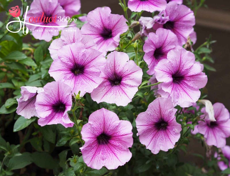 Hoa dạ yến thảo chưng tết