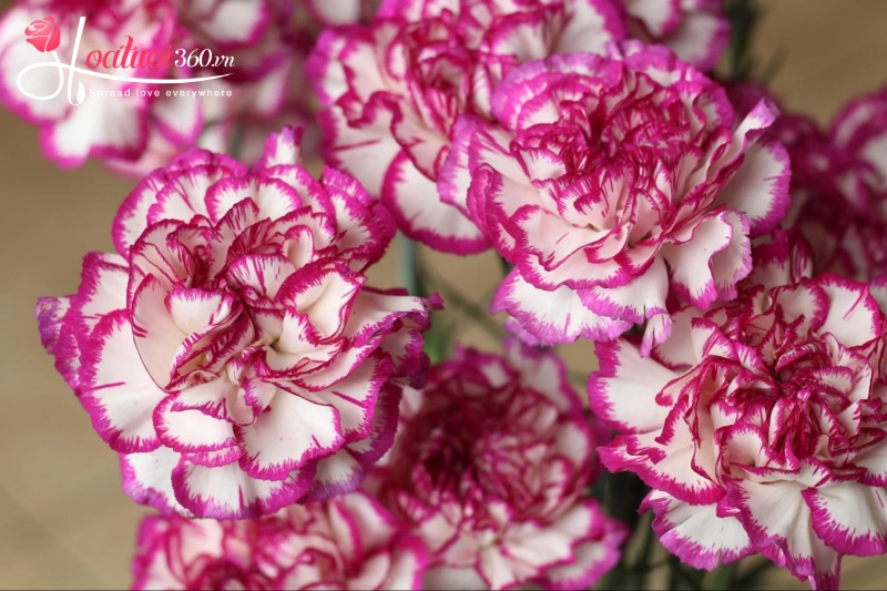 Hoa cẩm chướng chưng tết