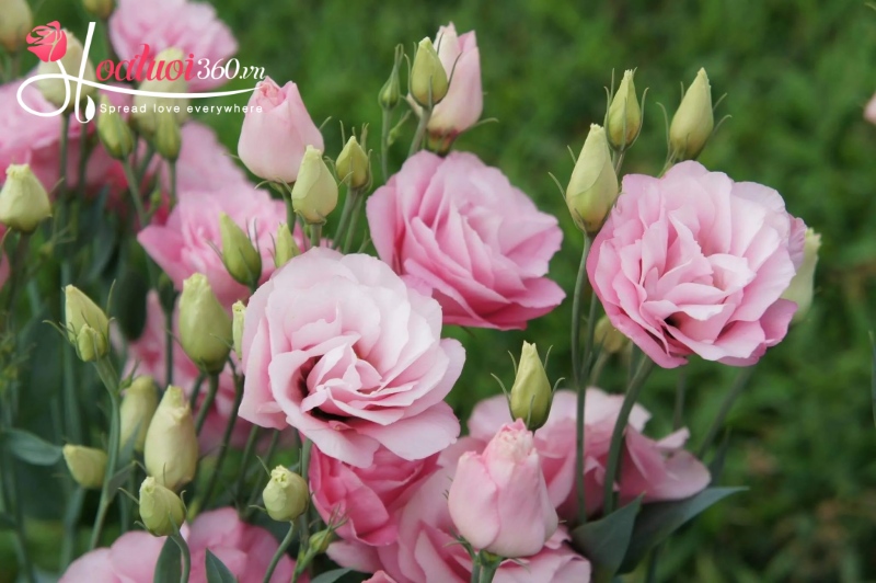 hoa cát tường chưng tết