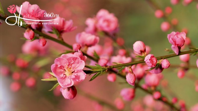 Hoa đào tết miền Bắc