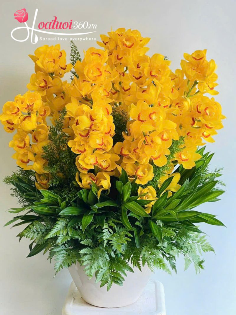 các loại hoa lan chưng tết