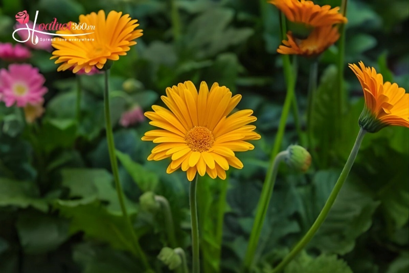 hoa đồng tiền chưng tết