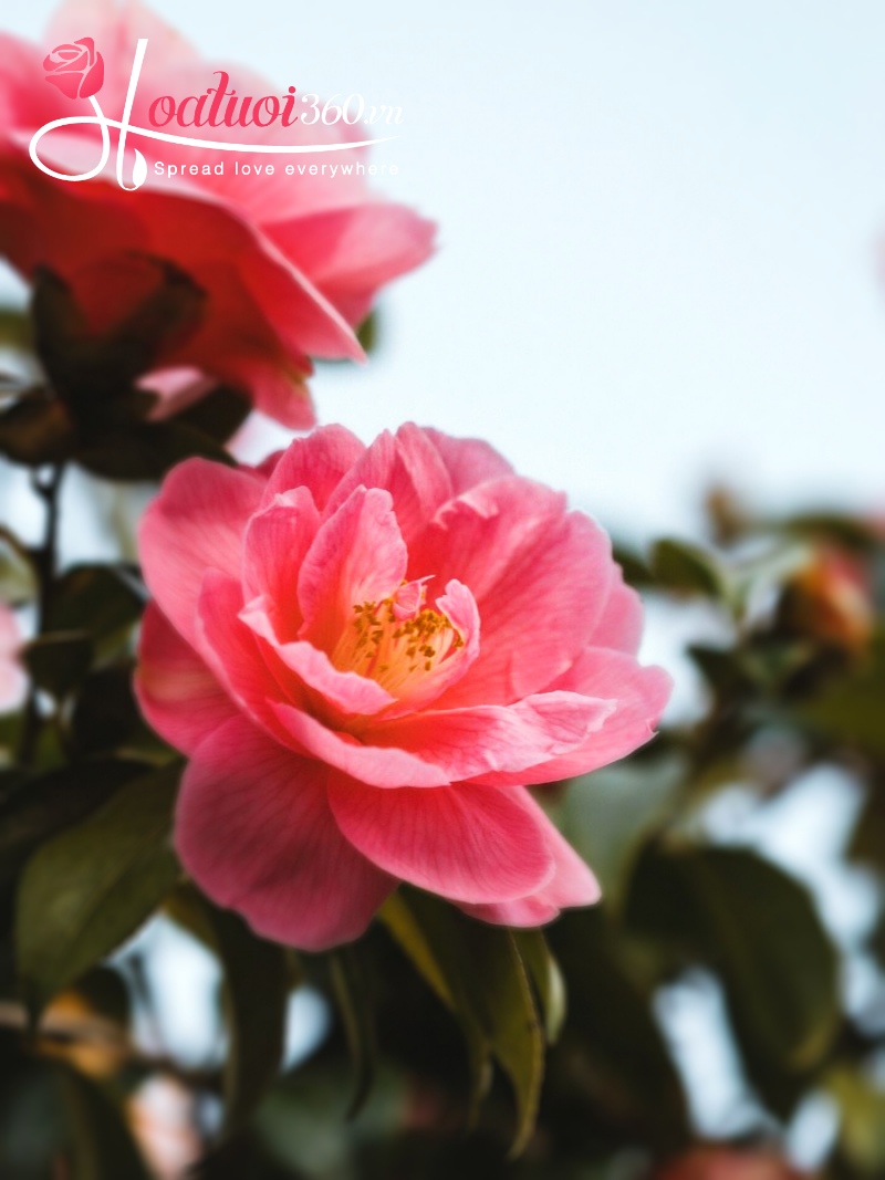 hoa hải đường chưng tết