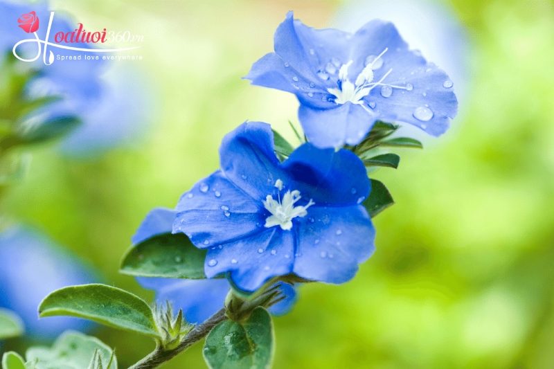 Hoa thanh tú chưng tết