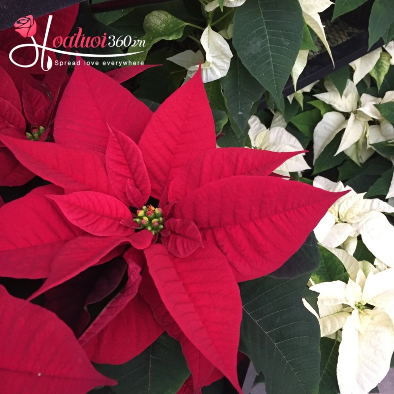 hoa trạng nguyên chưng tết