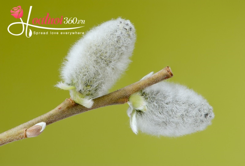 hoa tết nụ tầm xuân