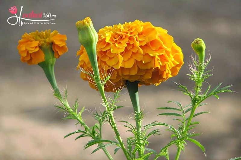 hoa thược dược chưng tết