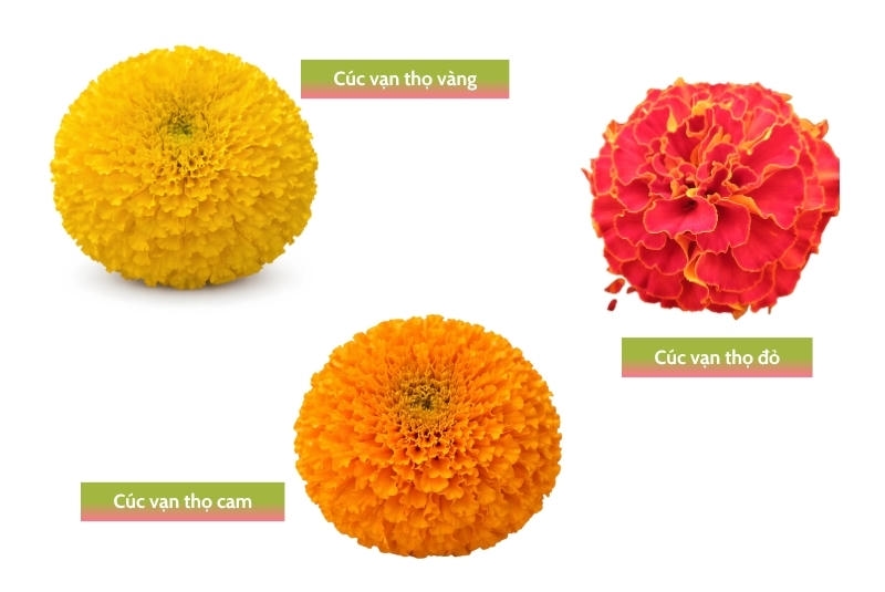 Các màu cúc vạn thọ thường gặp
