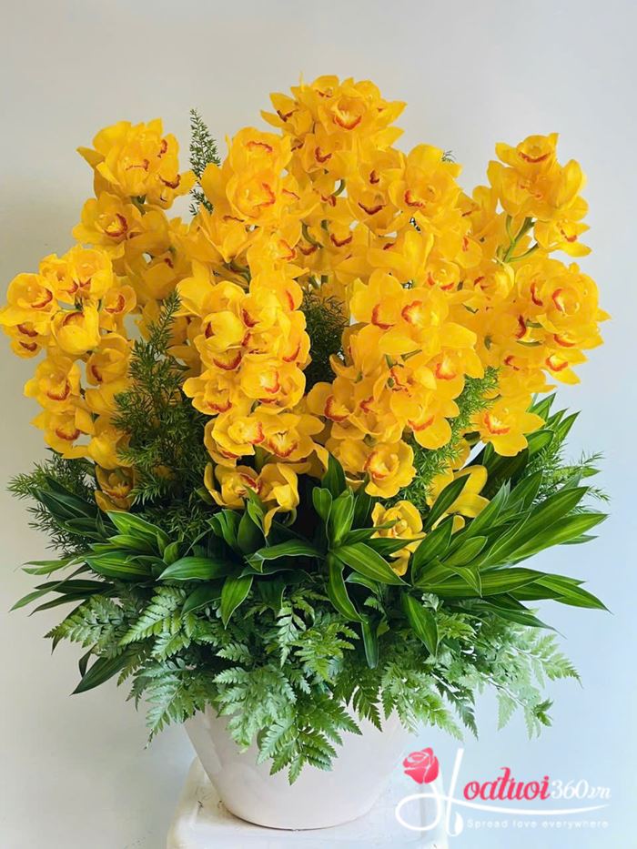  lưu ý để bình địa lan vàng luôn tươi mới trên 2 tuần