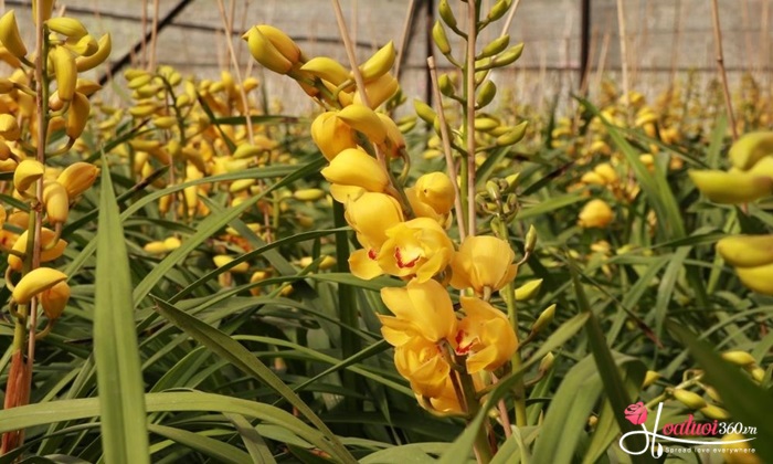 Ý nghĩa của hoa địa lan vàng