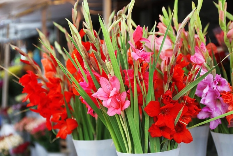 Chọn hoa còn tươi trước khi mua