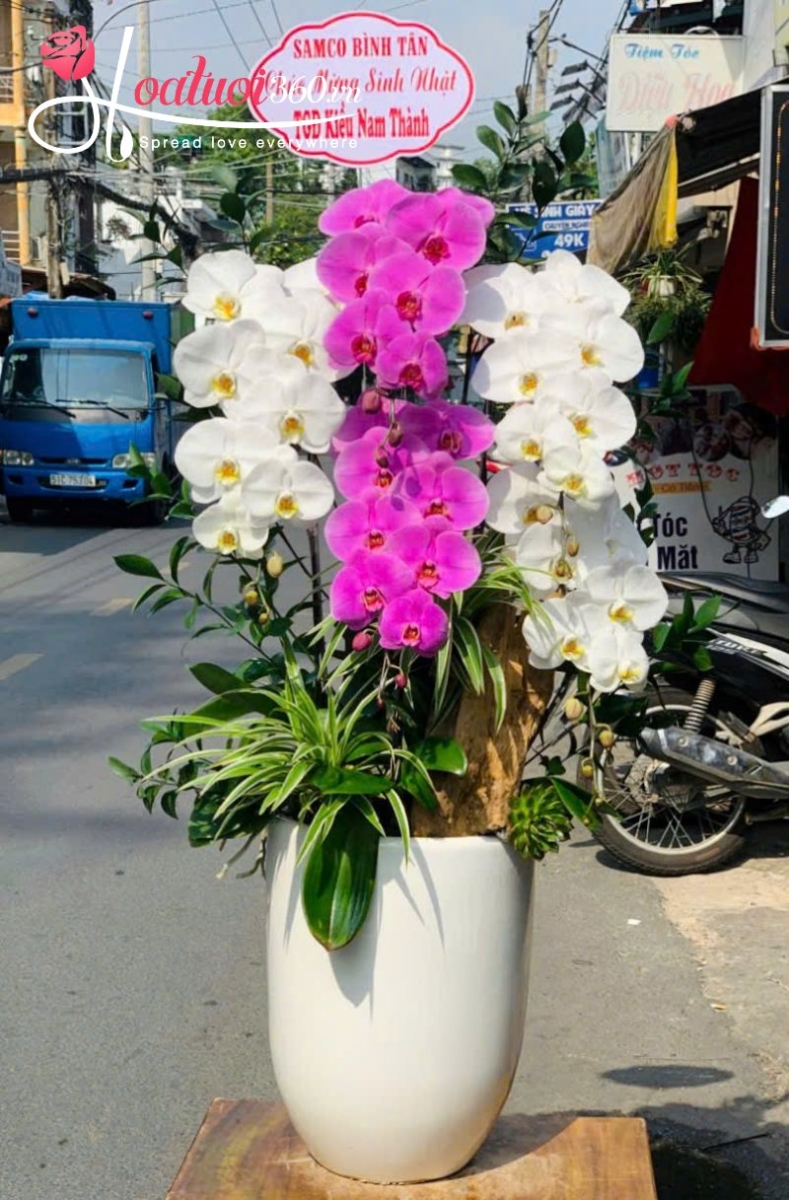 sản phẩm lan hồ điệp 5 cây trong chậu dáng cao