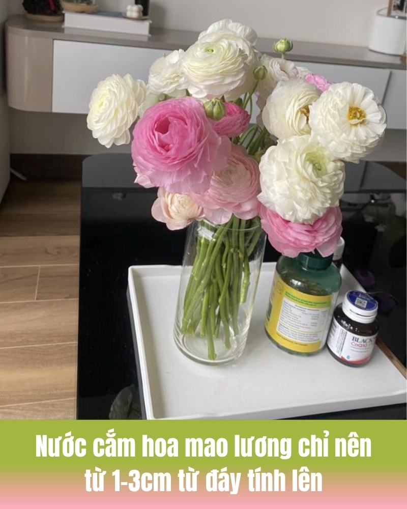 Bí quyết chăm sóc hoa mao lương tươi lâu
