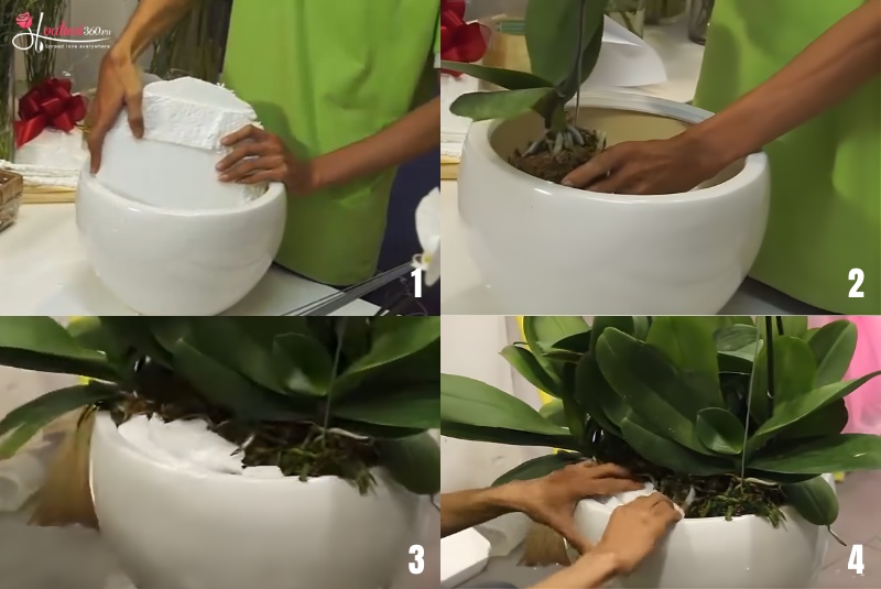 Hướng dẫn chi tiết cách cắm lan hồ điệp 15 cành