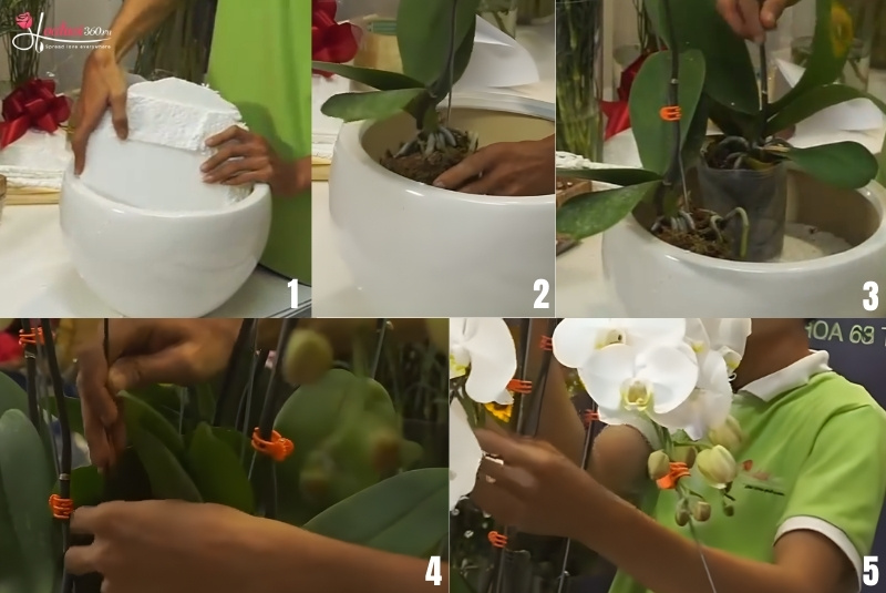 cách cắm lan hồ điệp 3 tầng cho 30 cành