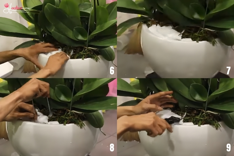 cách cắm hoa lan hồ điệp 3 tầng