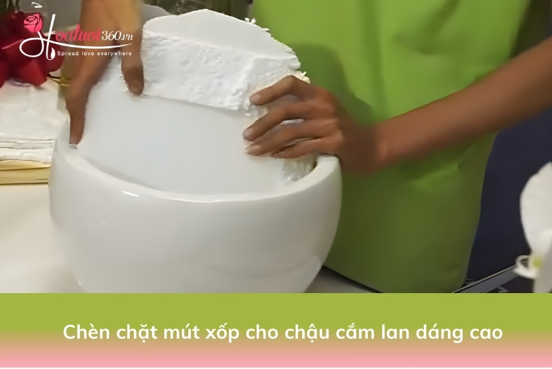 các bước cắm lan hồ điệp 5 cây trong chậu dáng cao