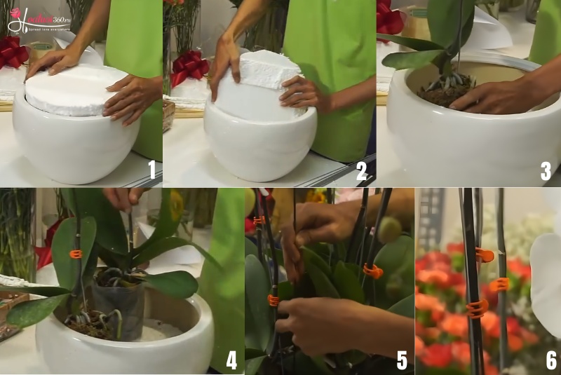 hướng dẫn cách cắm hoa lan hồ điệp 7 cành
