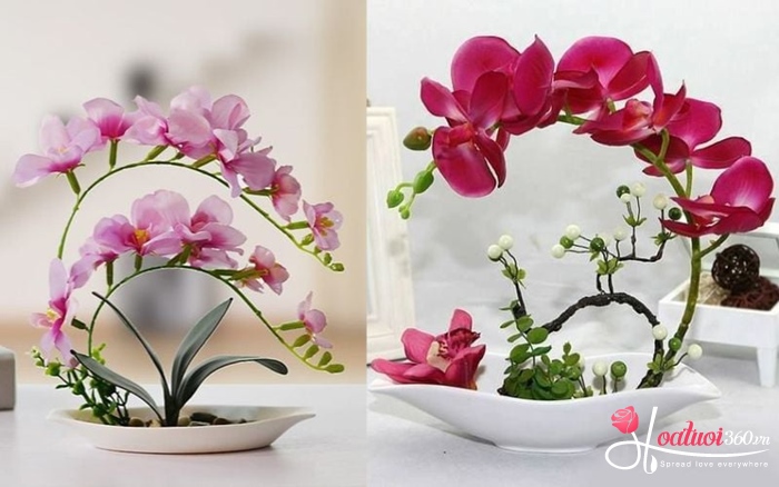 Cắm lan hồ điệp dáng nghiêng nghệ thuật