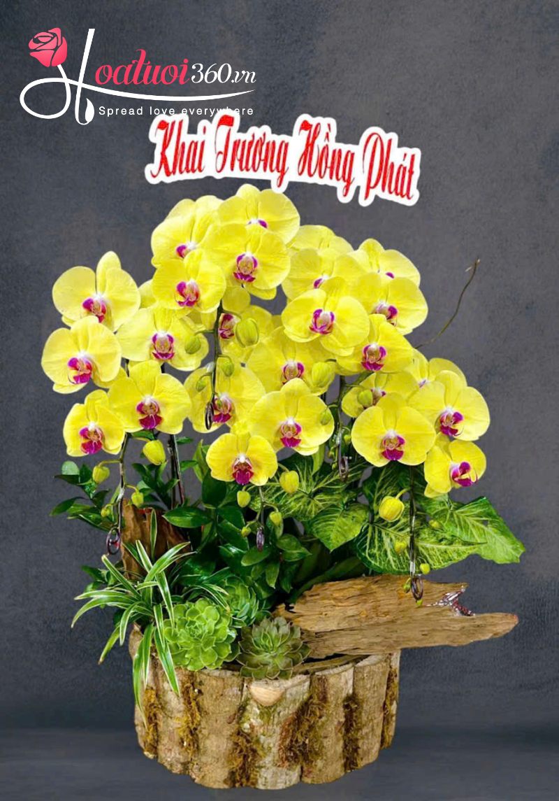 sản phẩm lan hồ điệp 5 cây