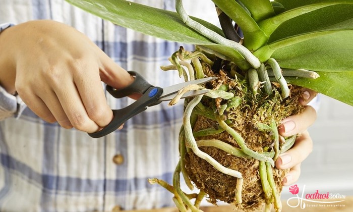 Quy trình 5 bước chăm lan hồ điệp sau khi hoa tàn