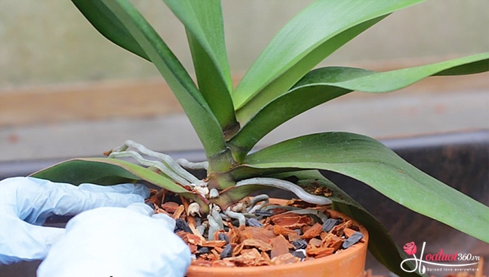 Bí quyết kích hoa lan hồ điệp đợt 2 nhanh nhất