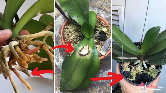 Hướng dẫn cách tỉa rễ lan hồ điệp và xử lý giá thể cũ