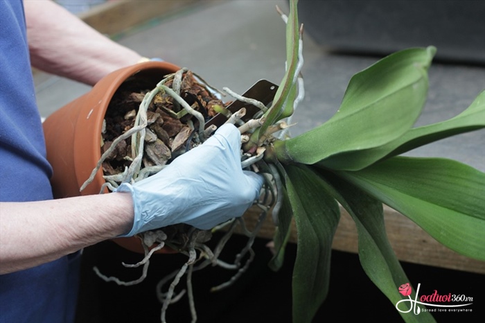chăm sóc lan hồ điệp sau khi hoa tàn