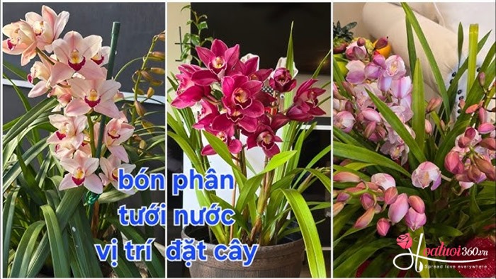 Cách chăm sóc địa lan sau khi trồng tại miền Bắc