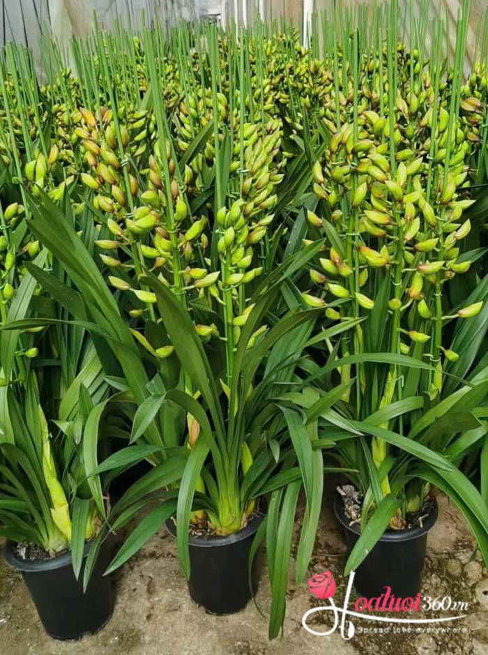 Cách kích thích địa lan ra hoa đúng dịp Tết