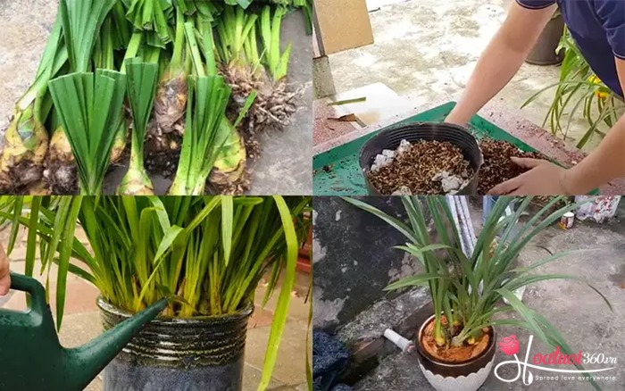 cách trồng hoa địa lan ở miền Bắc