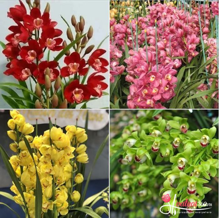 giống hoa địa lan thích hợp trồng tại miền Bắc