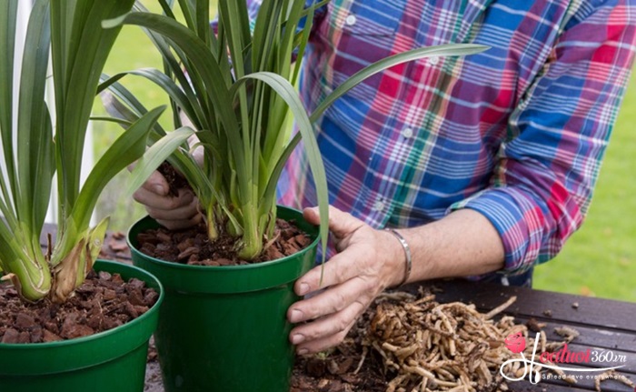 Các yếu tố cần chuẩn bị trước khi trồng địa lan