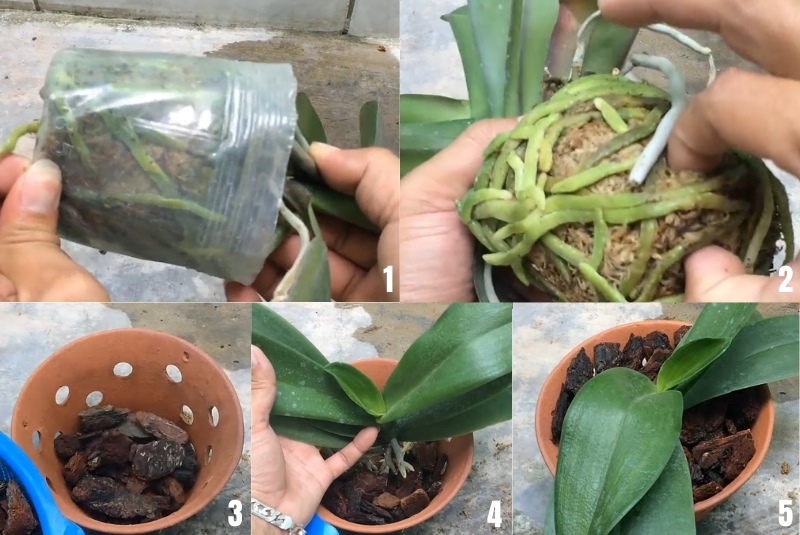 các bước trồng lan hồ điệp bằng vỏ thông