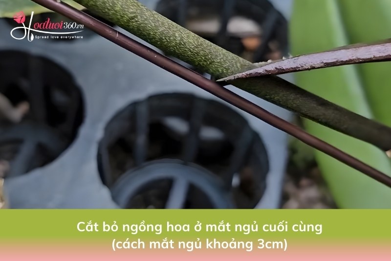 Xử lý ngồng hoa và lá hư