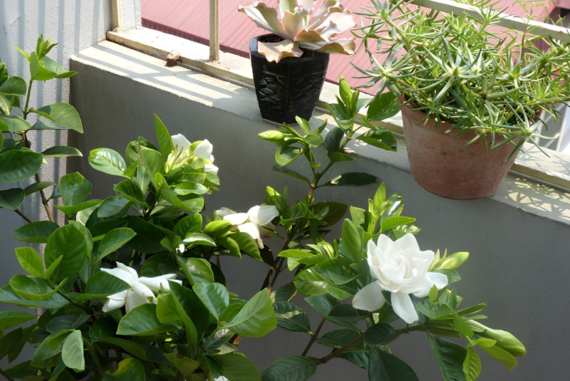 cách chăm sóc hoa dành dành