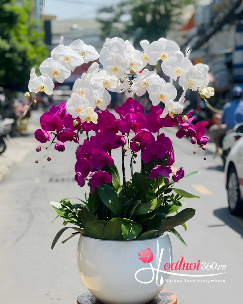 chậu lan hồ điệp 10 cành