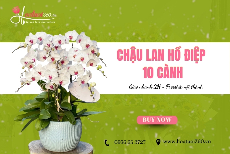 chậu lan hồ điệp 10 cành