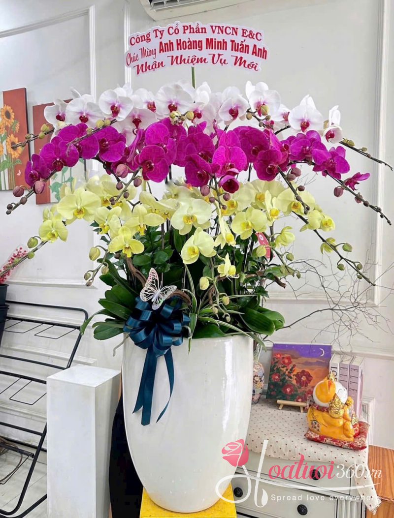 chậu lan hồ điệp 15 cành 3 tầng