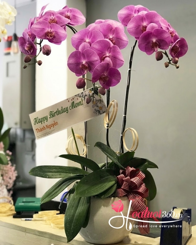 chậu lan hồ điệp 3 cành