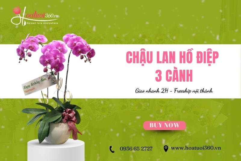 chậu lan hồ điệp 3 cành