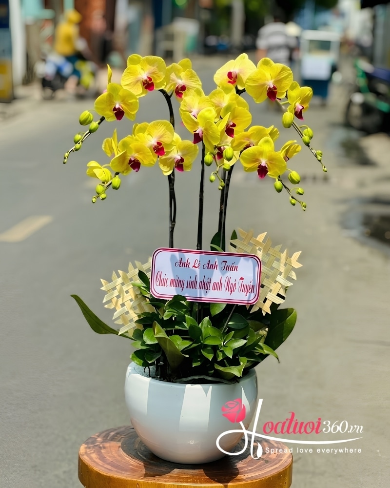 chậu lan hồ điệp 5 cành