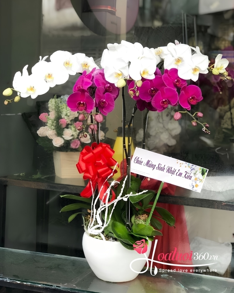 chậu lan hồ điệp 5 cành