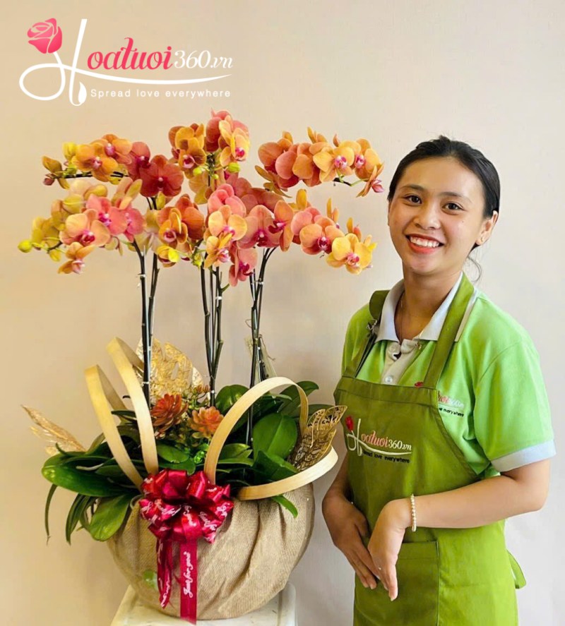 chậu lan hồ điệp cam 7 cành