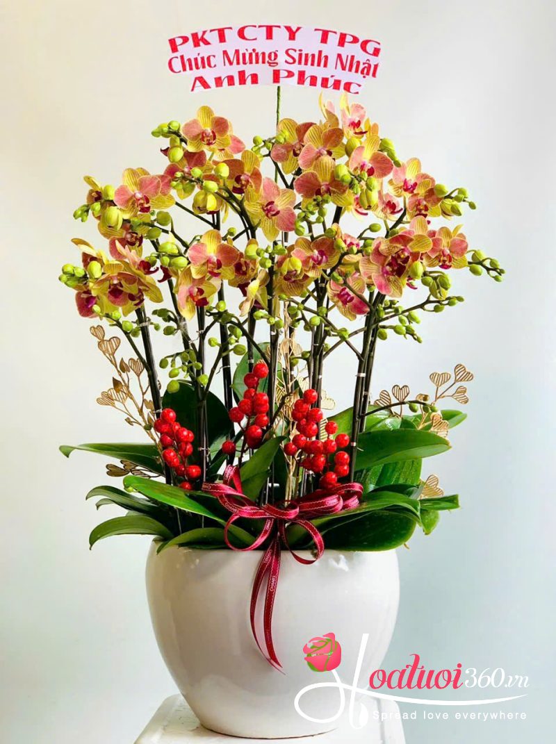 Địa chỉ mua lan hồ điệp tết ghép chậu uy tín