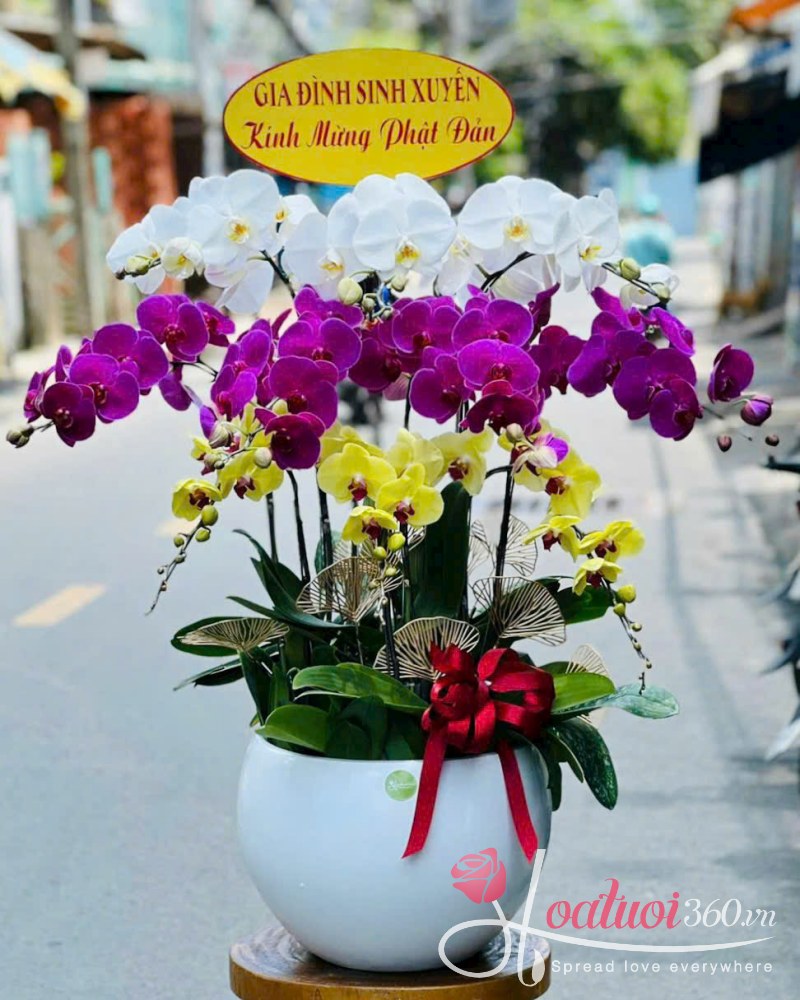 chậu lan hồ điệp 3 tầng 3 màu