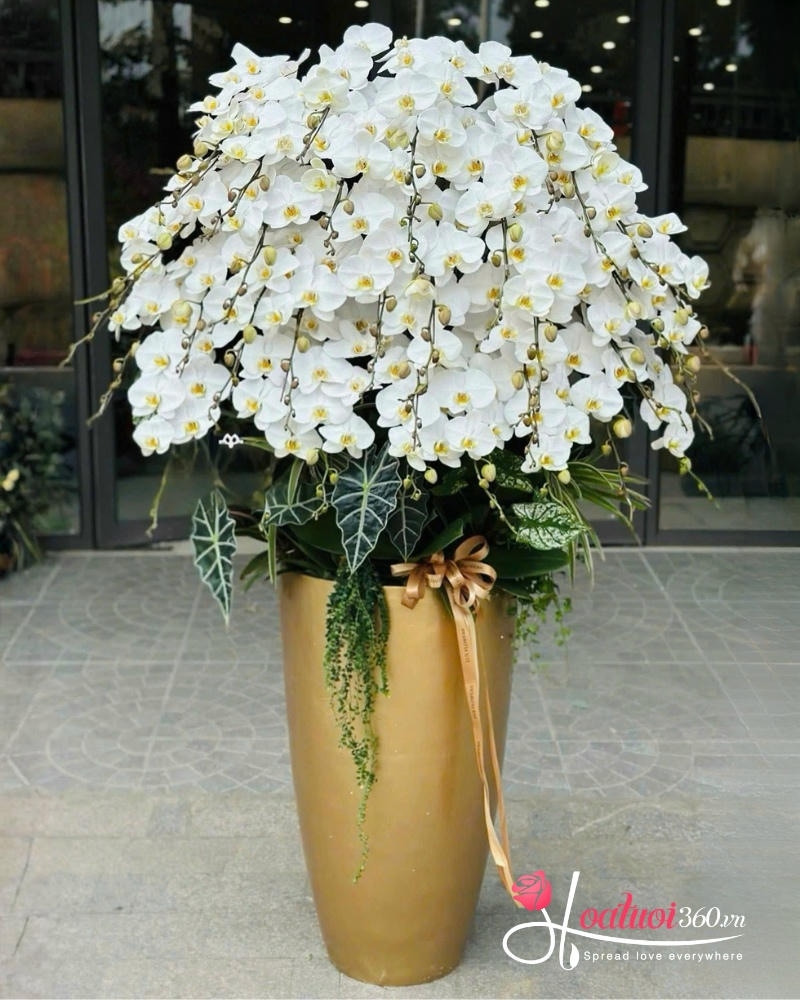 Lan hồ điệp mừng thọ ông bà