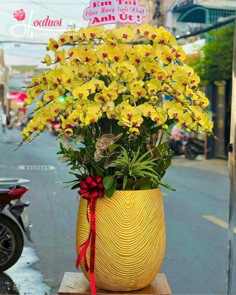 Lan hồ điệp tặng sinh nhật sếp nam, đối tác nam