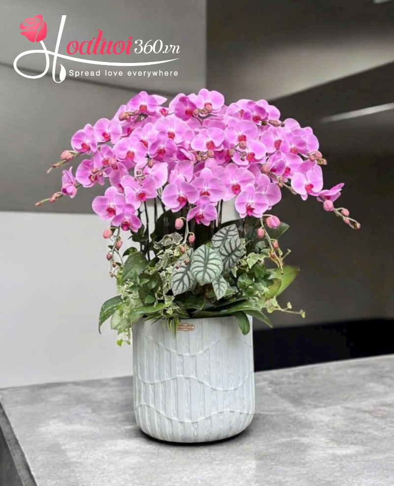 chậu lan hồ điệp tím 15 cành